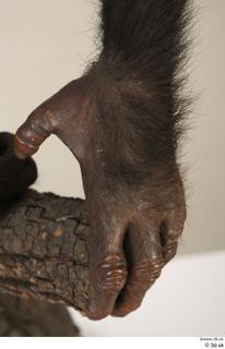 Chimpanzee Bonobo hand 0027.jpg